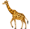 Giraffe emoji style